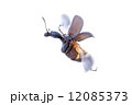 エゴツルクビオトシブミのメス 12085373