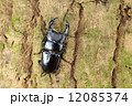 オオクワガタ 12085374