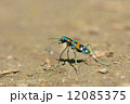 ハンミョウ 12085375