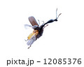 エゴツルクビオトシブミのオス 12085376
