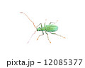 クチブトゾウムシ亜科の一種 12085377