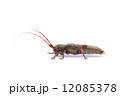 ヤハズカミキリ 12085378