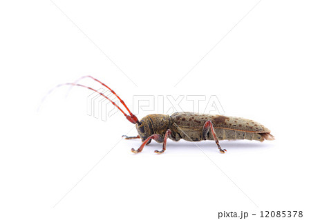 ヤハズカミキリ ヤハズカミキリ 12085378