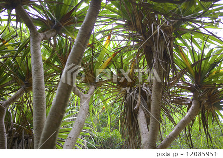 小笠原　固有種　タコノキ 12085951