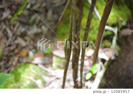 小笠原 外来種 グリーンアノール 小笠原 外来種 グリーンアノール 12085957