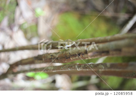 小笠原　外来種　グリーンアノール 12085958