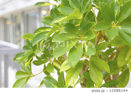 店内の観葉植物 12086144
