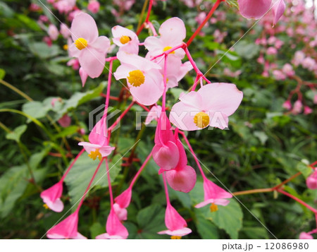 シュウカイドウ（埼玉県ときがわ町） 12086980