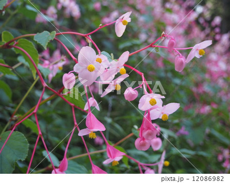 シュウカイドウ(埼玉県ときがわ町) シュウカイドウ(埼玉県ときがわ町) 12086982