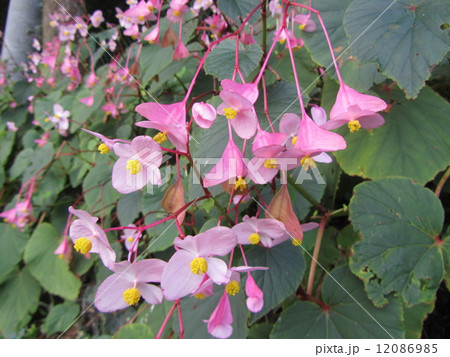 シュウカイドウ（埼玉県ときがわ町） 12086985