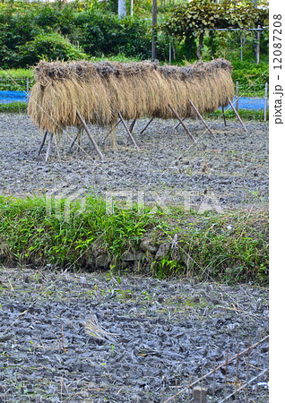 稲木（埼玉県比企郡小川町） 12087208