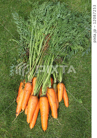 Washed carrots with tops from the garden-bed on the green grass 12087253