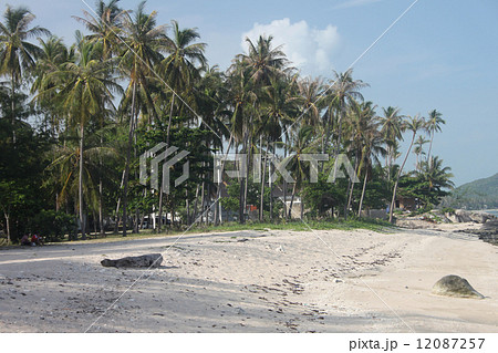 A beach with sand and palms in Samui island in Thailand 12087257