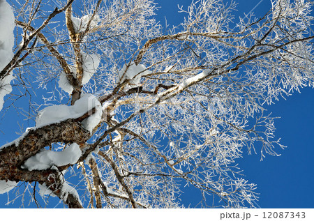 白樺の樹氷 白樺の樹氷 12087343
