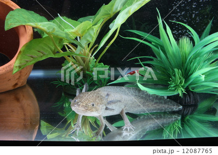 ウーパールーパー 12087765