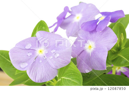 水滴のついた紫の日々草の花 12087850