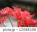 彼岸花 12088106