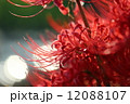 彼岸花 12088107