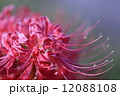 彼岸花 12088108
