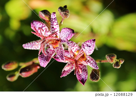 ホトトギス ホトトギス 12088129