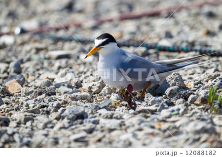 コアジサシ１ 12088182