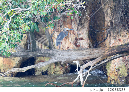 スマトラサギ 12088323