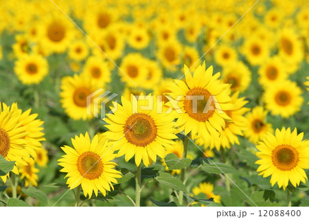 ひまわり 12088400