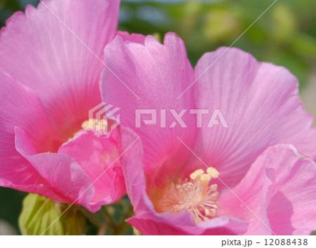 芙蓉 12088438