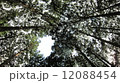 樹 12088454