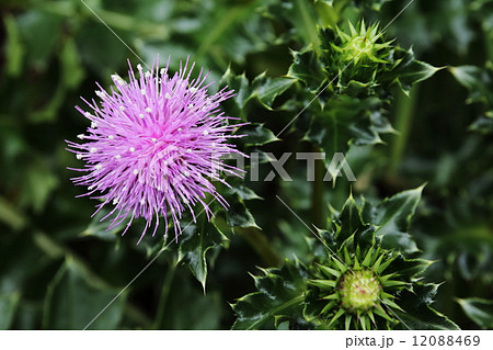 ハマアザミ 12088469