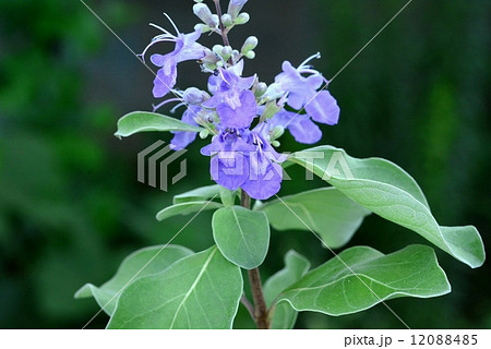 ハマゴウ 12088485