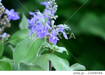 ハマゴウ 12088488