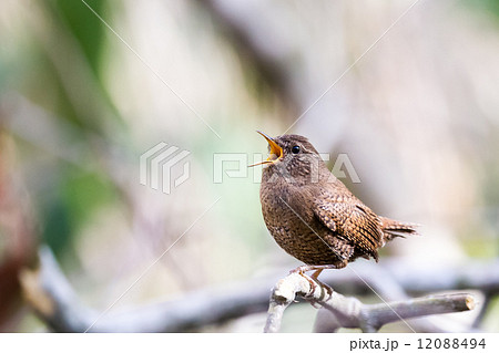 ミソサザイ3 ミソサザイ3 12088494