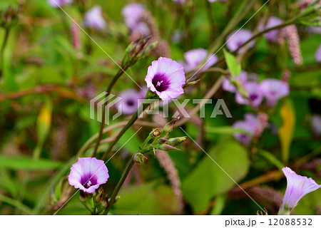 ホシアサガオ 12088532