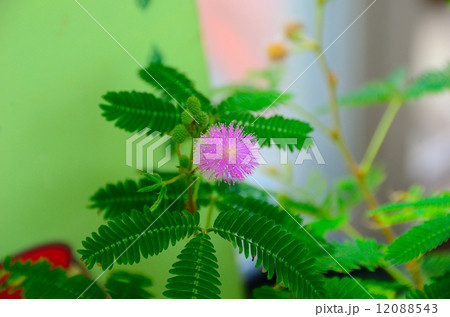オジギソウの花 12088543