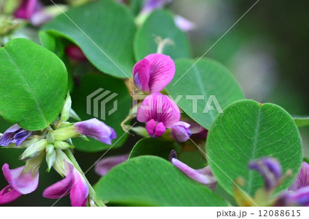 マルバハギ 12088615