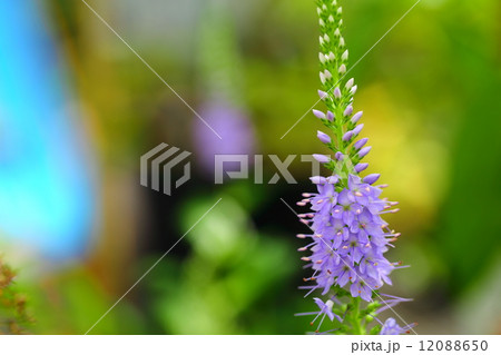 絶滅危惧植物　ハマトラノオ　絶滅危惧Ⅱ類(VU) 12088650