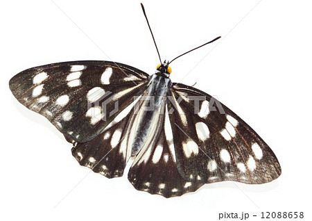 ゴマダラチョウ　白バック　 12088658