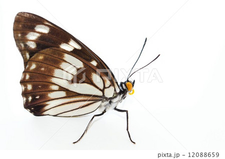 ゴマダラチョウ 白バック ゴマダラチョウ 白バック 12088659