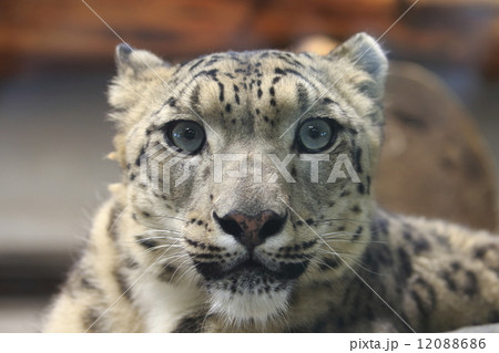 ユキヒョウ ユキヒョウ 12088686