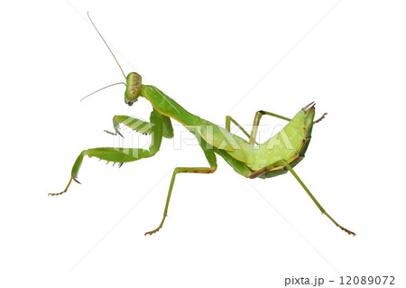 ハラビロカマキリ（幼虫） 12089072
