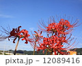 彼岸花と秋の空 12089416