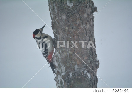 アカゲラ 12089496