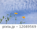 コスモスと秋の空 12089569