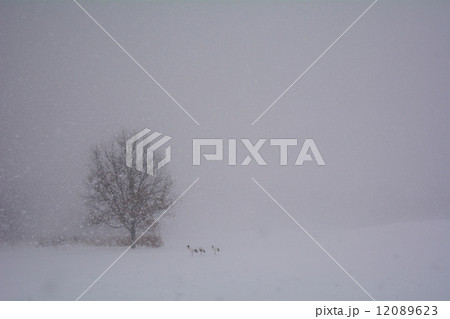 雪景色の中でたたずむタンチョウヅル 12089623