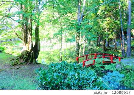 雲洞庵　大池の庭 12089917