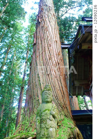 雲洞庵　大杉を凛々しく守る仏様 12090236