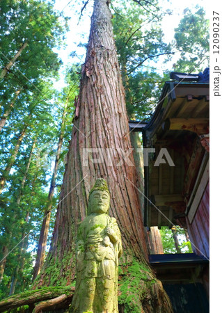 雲洞庵 大杉と大杉を守る仏様 雲洞庵 大杉と大杉を守る仏様 12090237