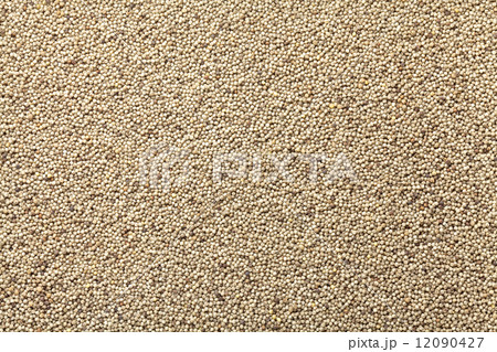 黒もちあわ 黒もちあわ 12090427