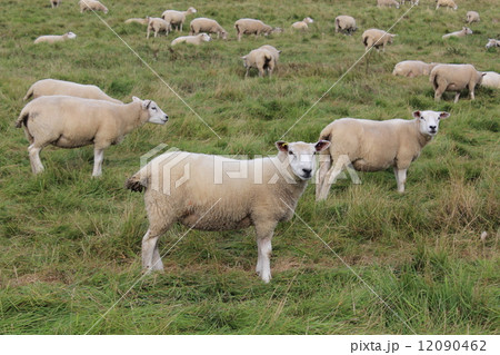 Sheep in U.K 12090462